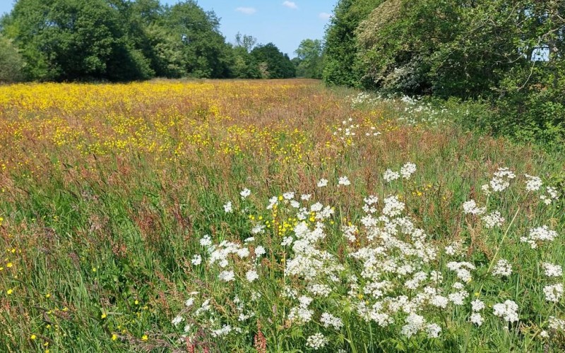 weiland naar kruidenrijk land.jpg