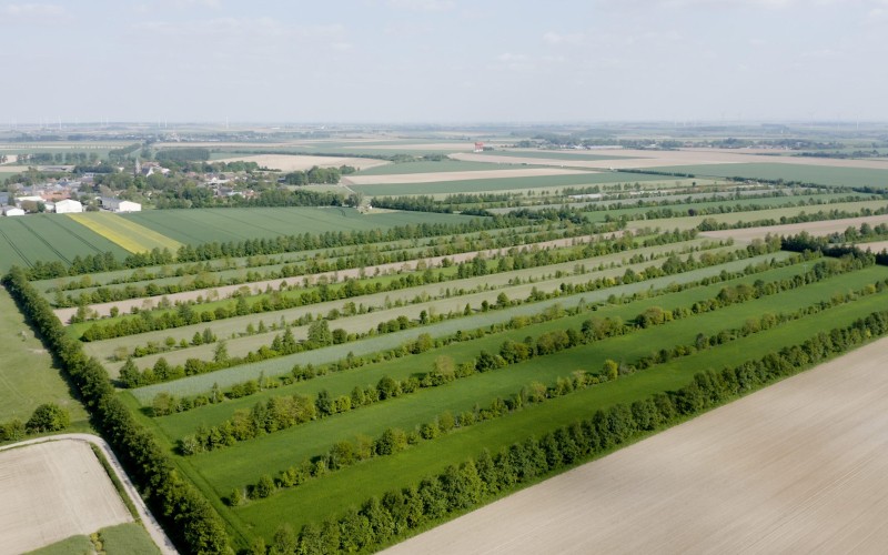 Afbeelding agroforestry vogelvlucht.jpg