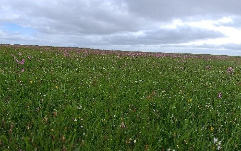 kruidenrijk grasland.jpg