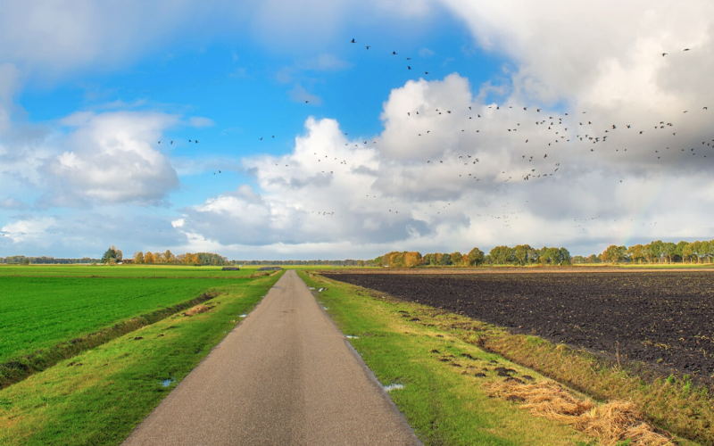 Pacht website header.png