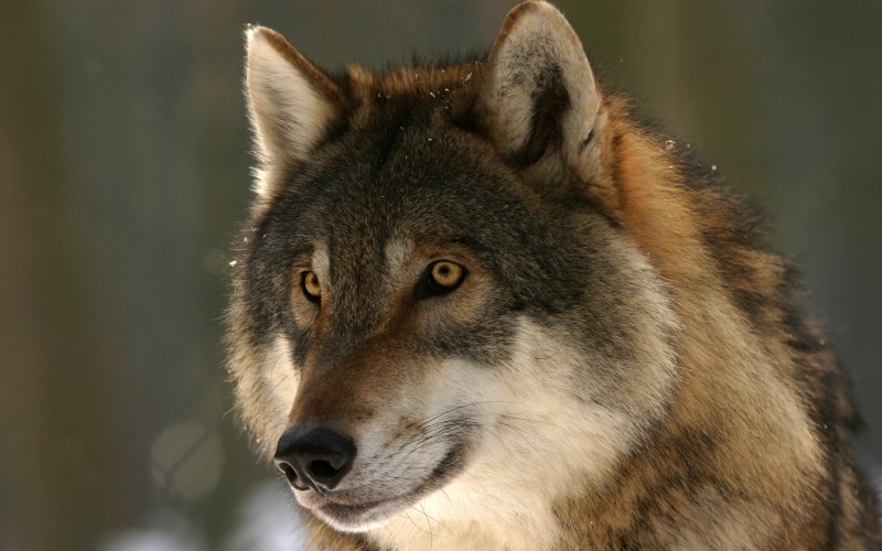 wolf-face public domain.jpg