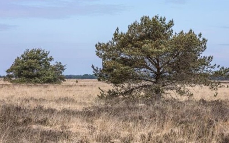 hei boom stikstof.jpg
