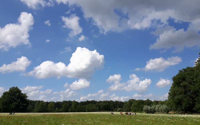 DL1.10 Blijendijk Koeien eikakker lucht.jpg