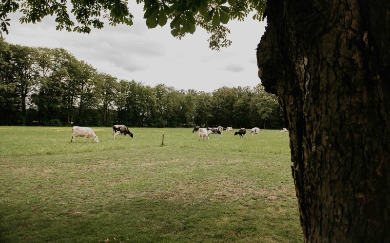 Hof_te_Boekelo_vakantiehuis_enschede_overijssel_web-55(1).jpg