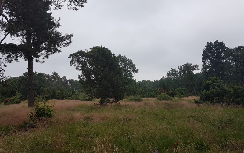 heide lg De Horste Haaksbergen.jpg