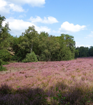 Prattenburg heide-ec262d90