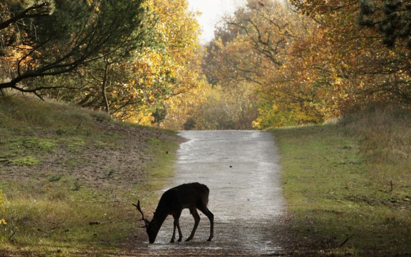 Regiodeal Veluwe.jpg