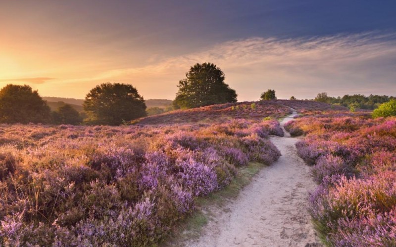Veluwe.jpg