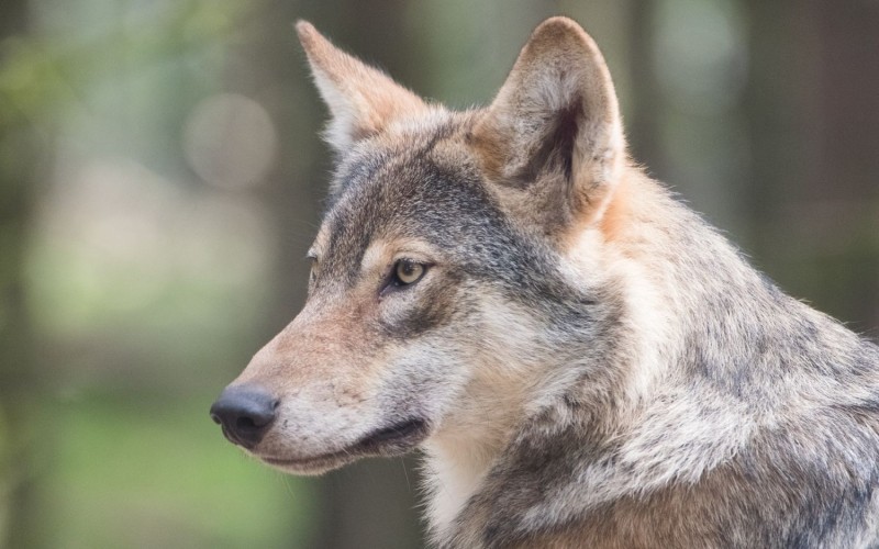 Wolf-ff171ba7.jpg