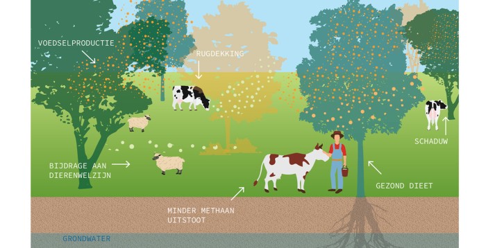 Agroforestry en BPG