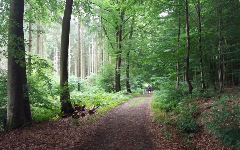 bos artikel foto.jpg