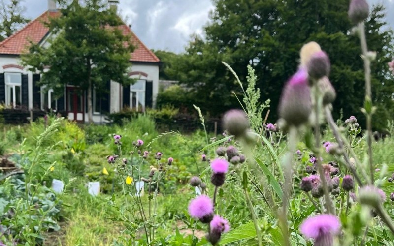 boereninhetbos