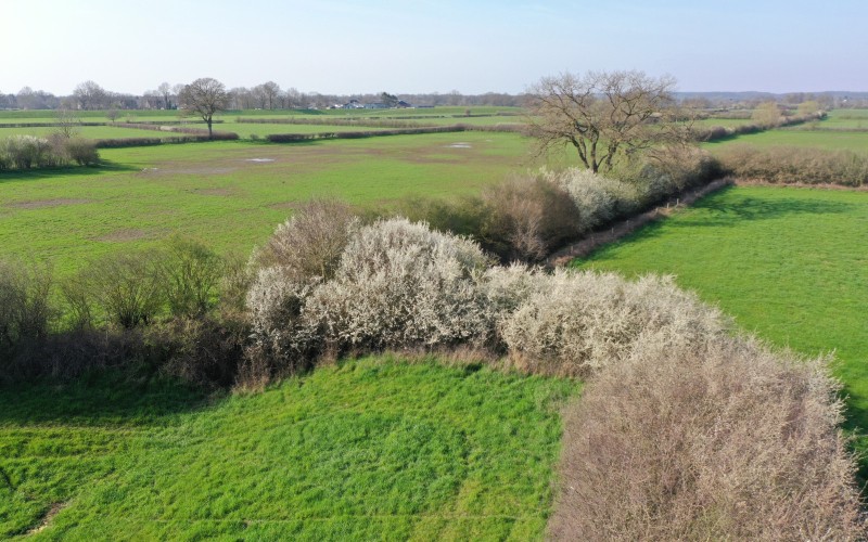 DL2.22 Natuur Bloeiende sleedoorn Maasheggen_Lars van Peij.jpg