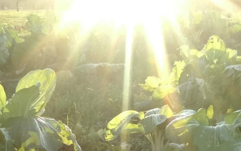 tuin-klarien.jpg