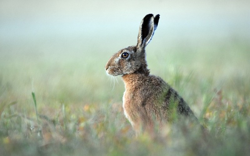 brown-hare-g818bf05bb_640.jpg