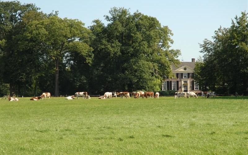 landgoed met koeien.jpg