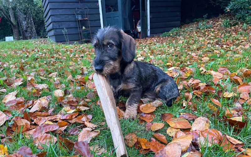 Teckel in de herfst.jpeg