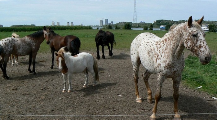 zorgboerderij1