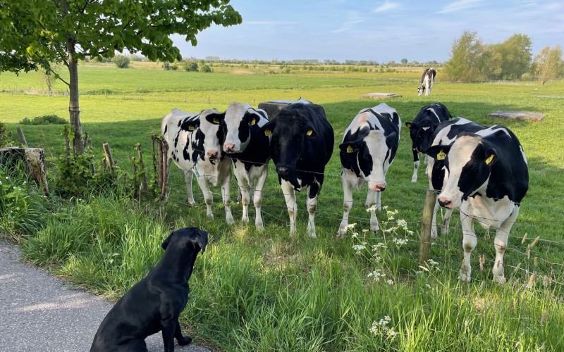 Koe en hond.jpg