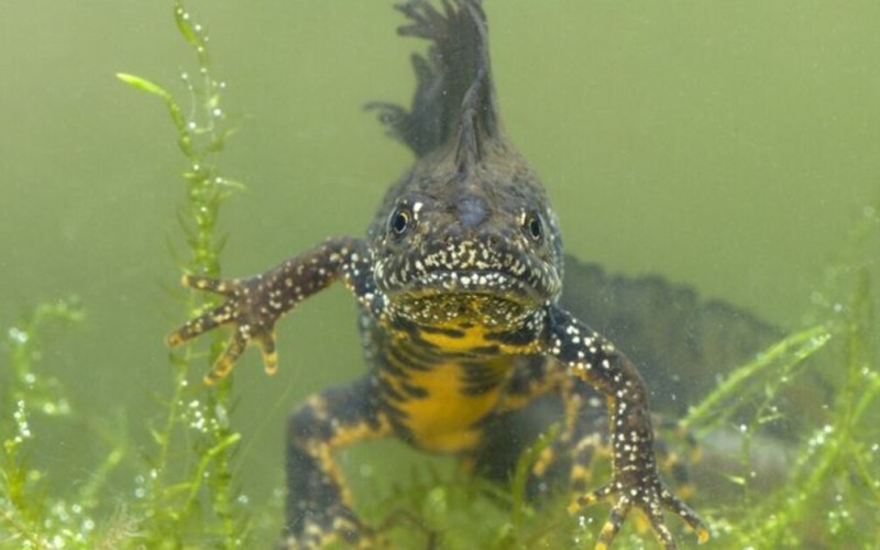 kamsalamander.jpe