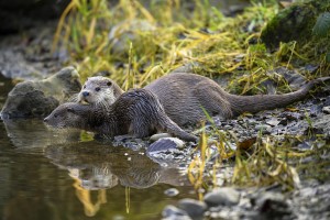 Otter met jong GettyImages 1210606439