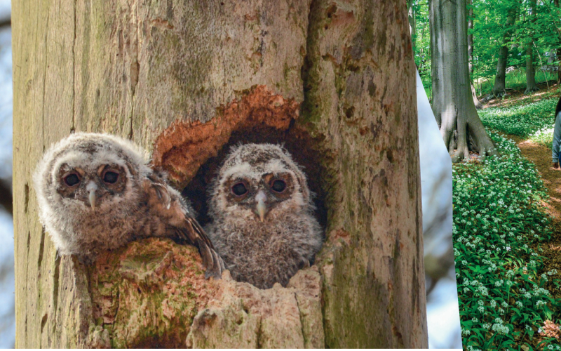 Bescherm de jonkies.png