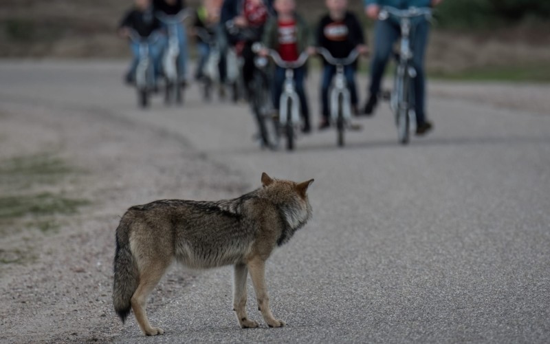 wolf en fietsers bron hoge veluwe.jpg