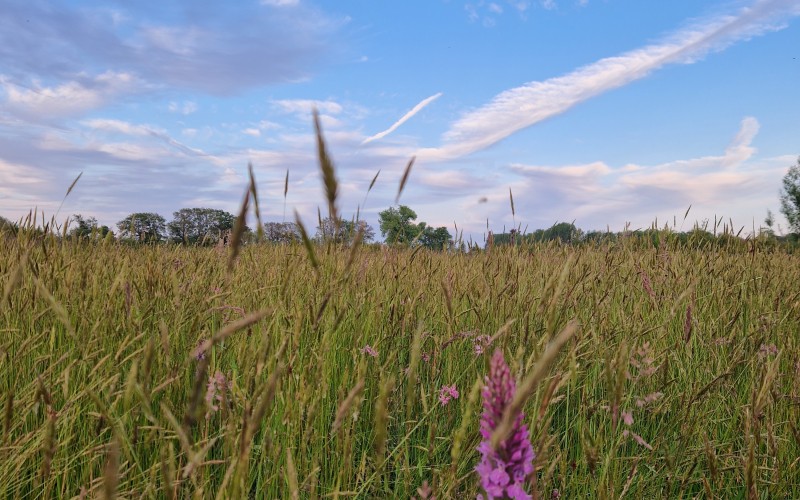 Kruidenrijk_Grasland.jpg
