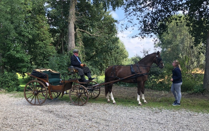 Paard Mariënwaerdt.jpg