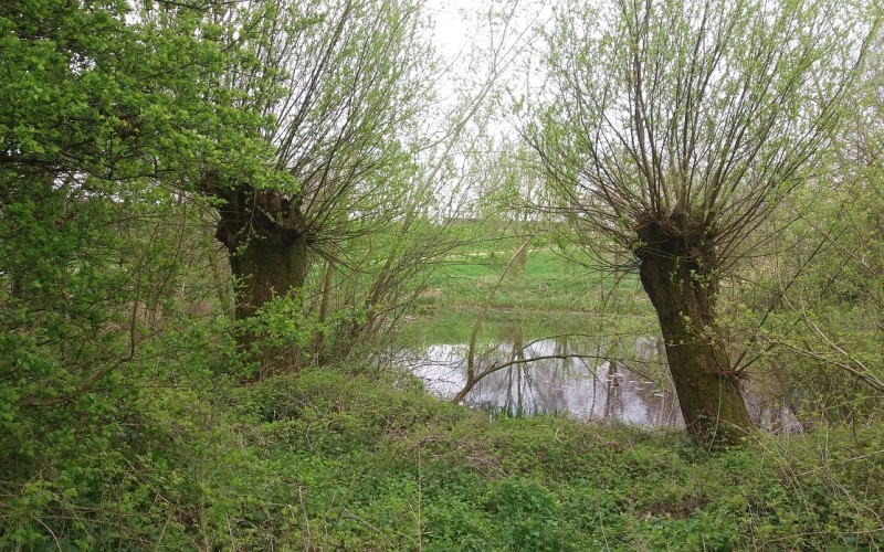2019 St Agatha knotwilgen poel__klein.jpg