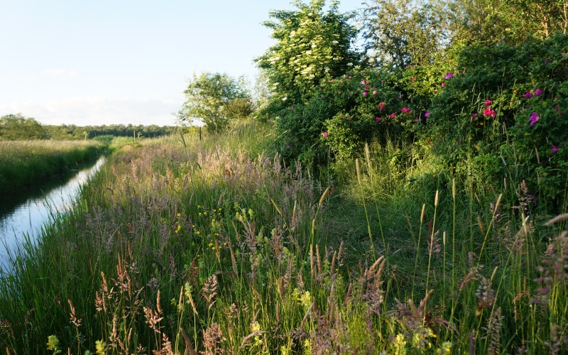 Voedselbos 23.jpg