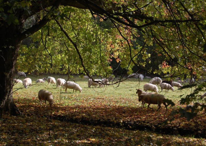 natuurlijke begrazing