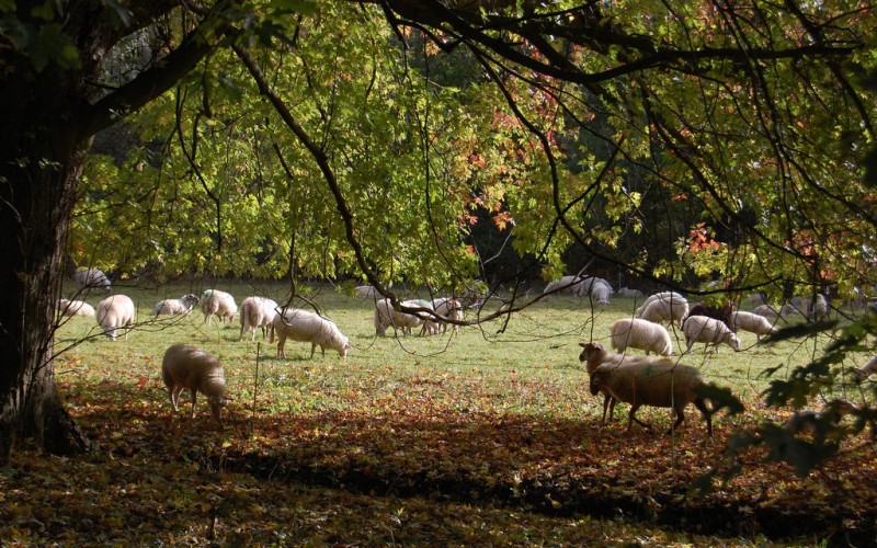 natuurlijke begrazing.jpg