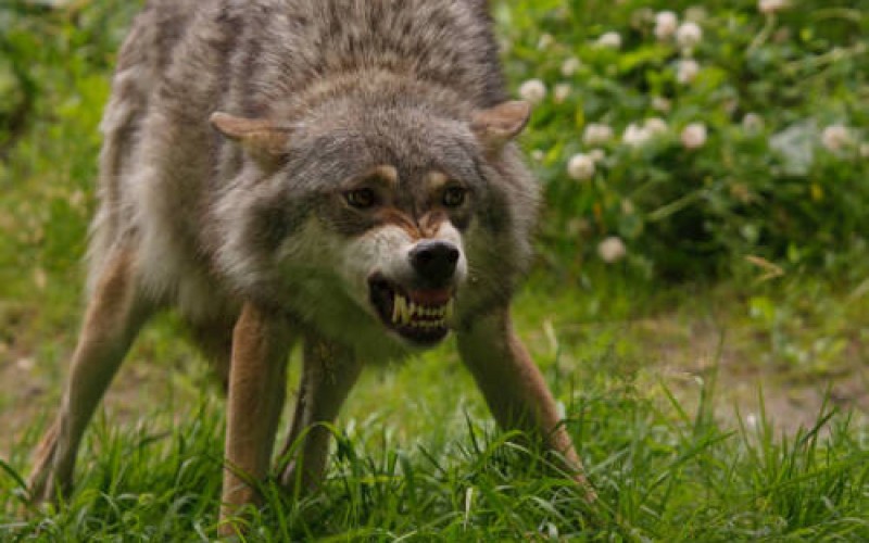 grommende wolf.jpg