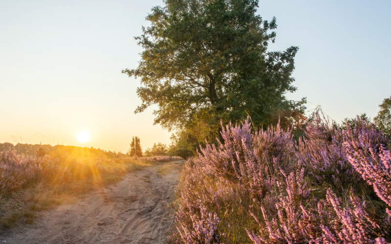 website header nationale parken heide