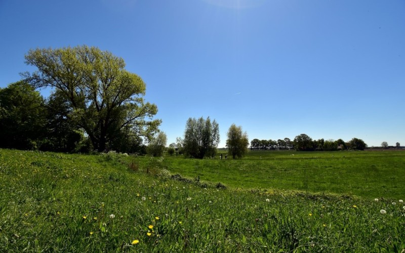 Grasland, boom, zomer.jpg