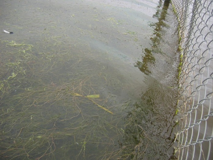 waterplanten