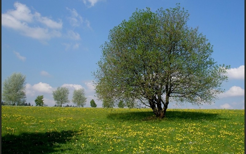 Voorjaars weide.jpg