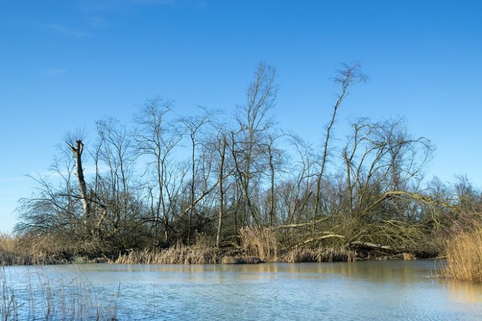 180216biesbosch