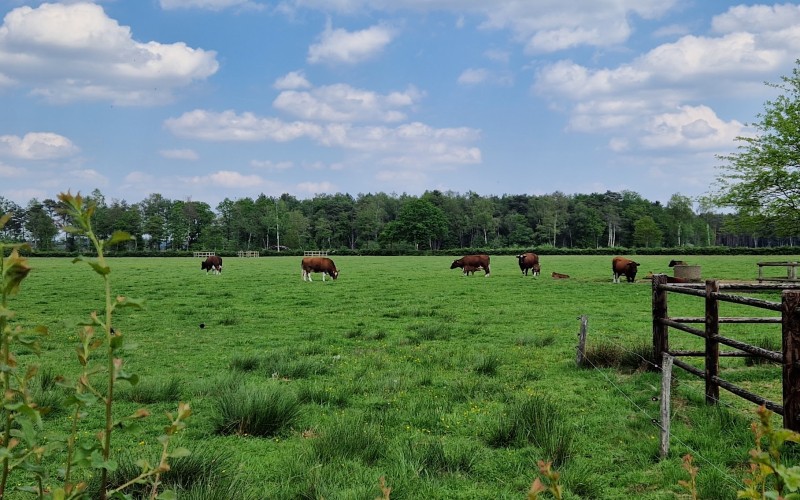 duurzame landbouw koeien.jpg
