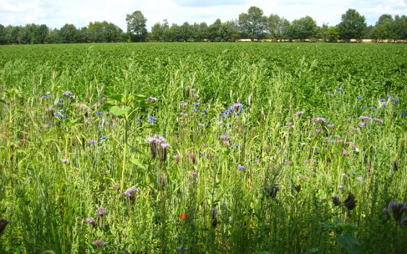 bloemrijke akker.jpg