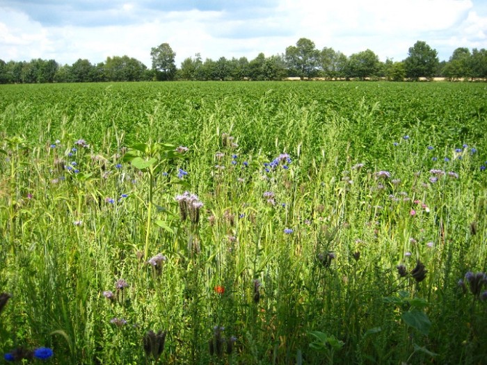 bloemrijke akker