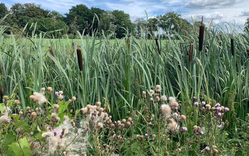 geborgde natuur.jpg