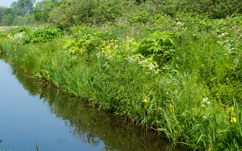 groenblauwe dooradering