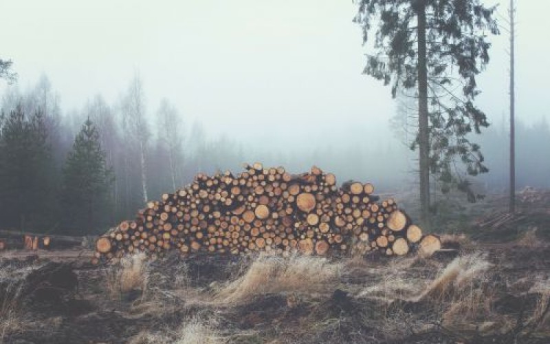 geoogst hout in bos.jpg