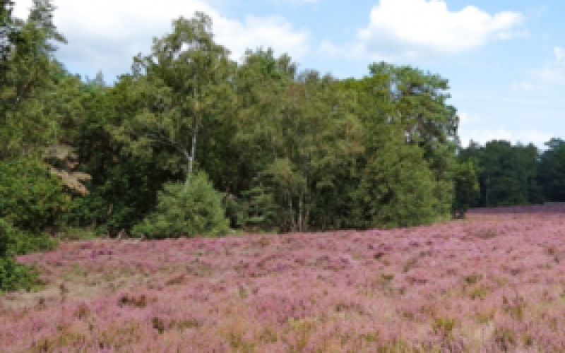 Prattenburg heide-ec262d90.png